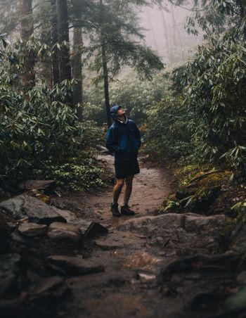 What is animal rain and how do it occur