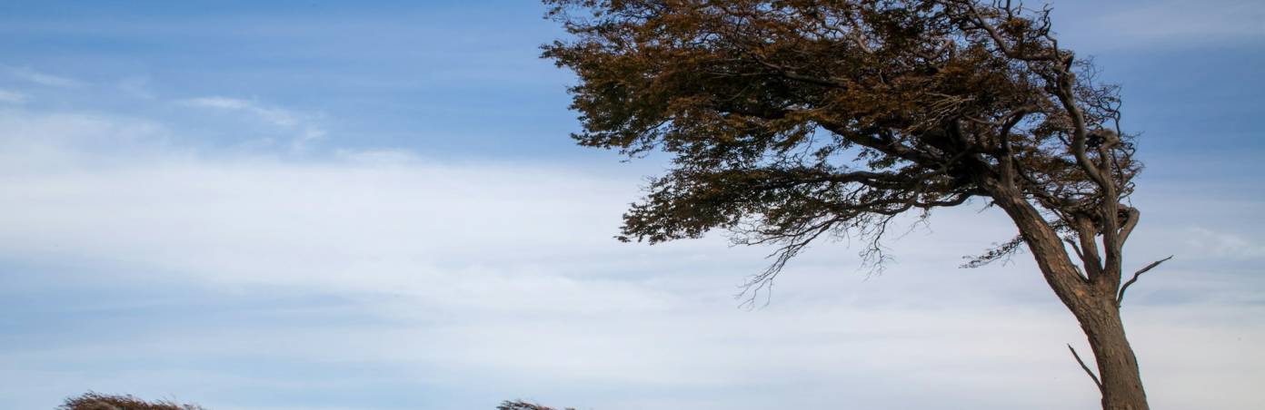 What are local winds and how do they work