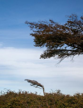 What are local winds and how do they work